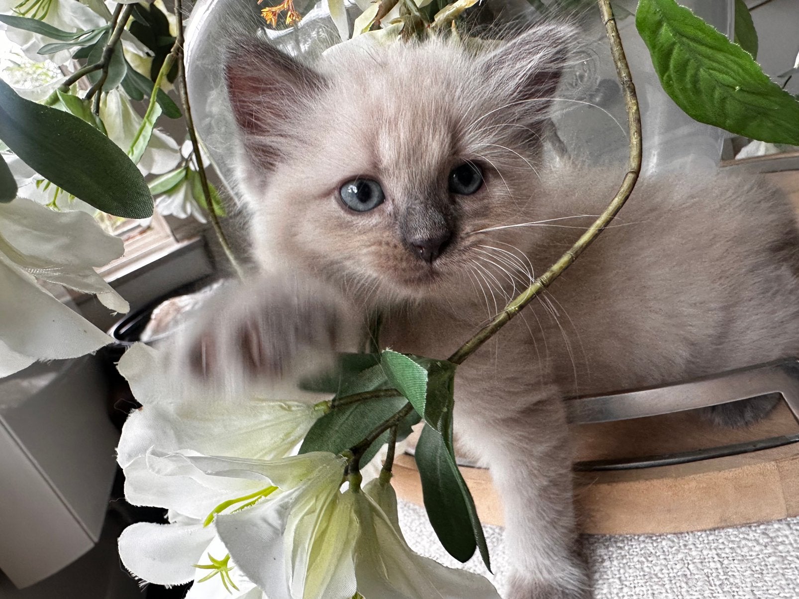 Ragdoll kittens mogen verhuizen, Dieren en Toebehoren, Meerdere dieren, Ontwormd, 0 tot 2 jaar