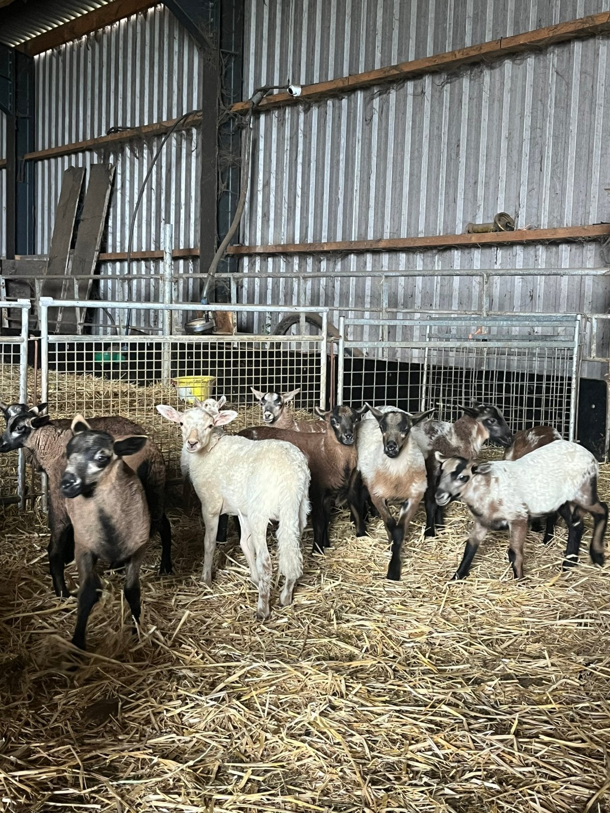 Drentse heideschapen stellen, Meerdere dieren, Schaap