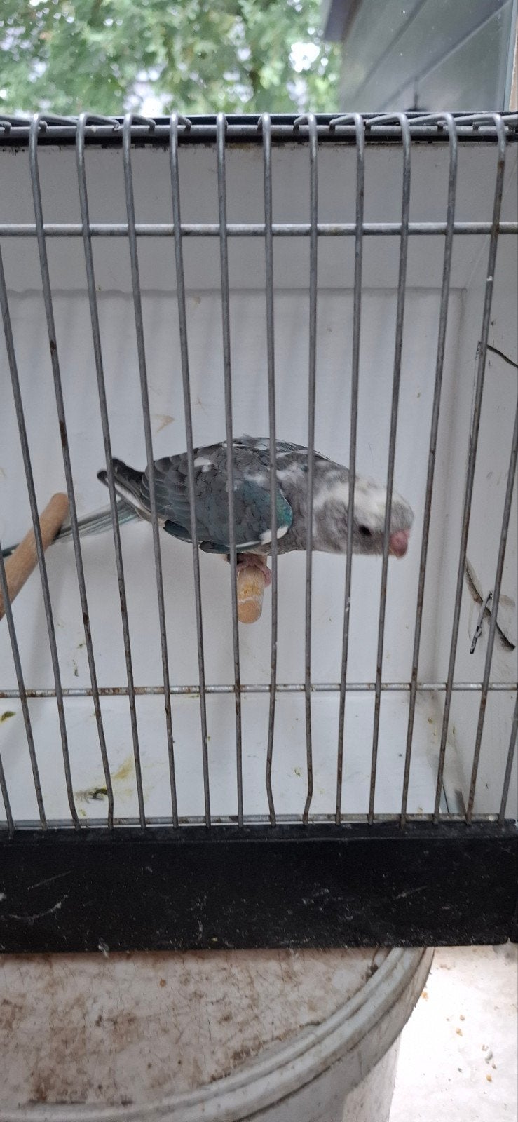 Roodruggen Parkieten, Meerdere dieren, Parkiet, Geringd