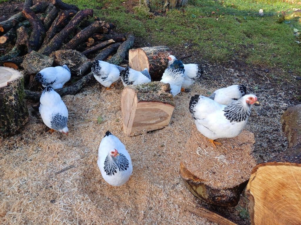 Broedeieren wyandotte columbia kriel op voorraad, Dieren en Toebehoren, Pluimvee, Geslacht onbekend, Kip
