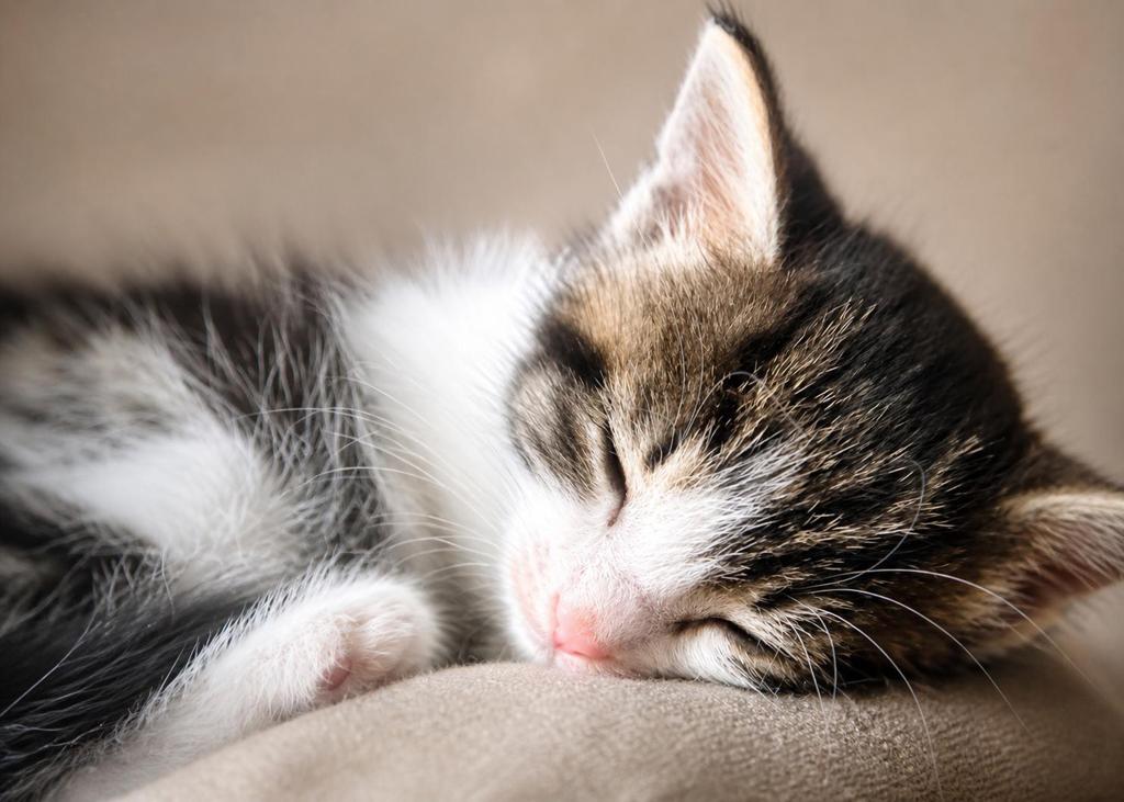 Lief en aanhankelijk poesje zoekt nieuw thuis, Poes, Kortharig, 0 tot 2 jaar