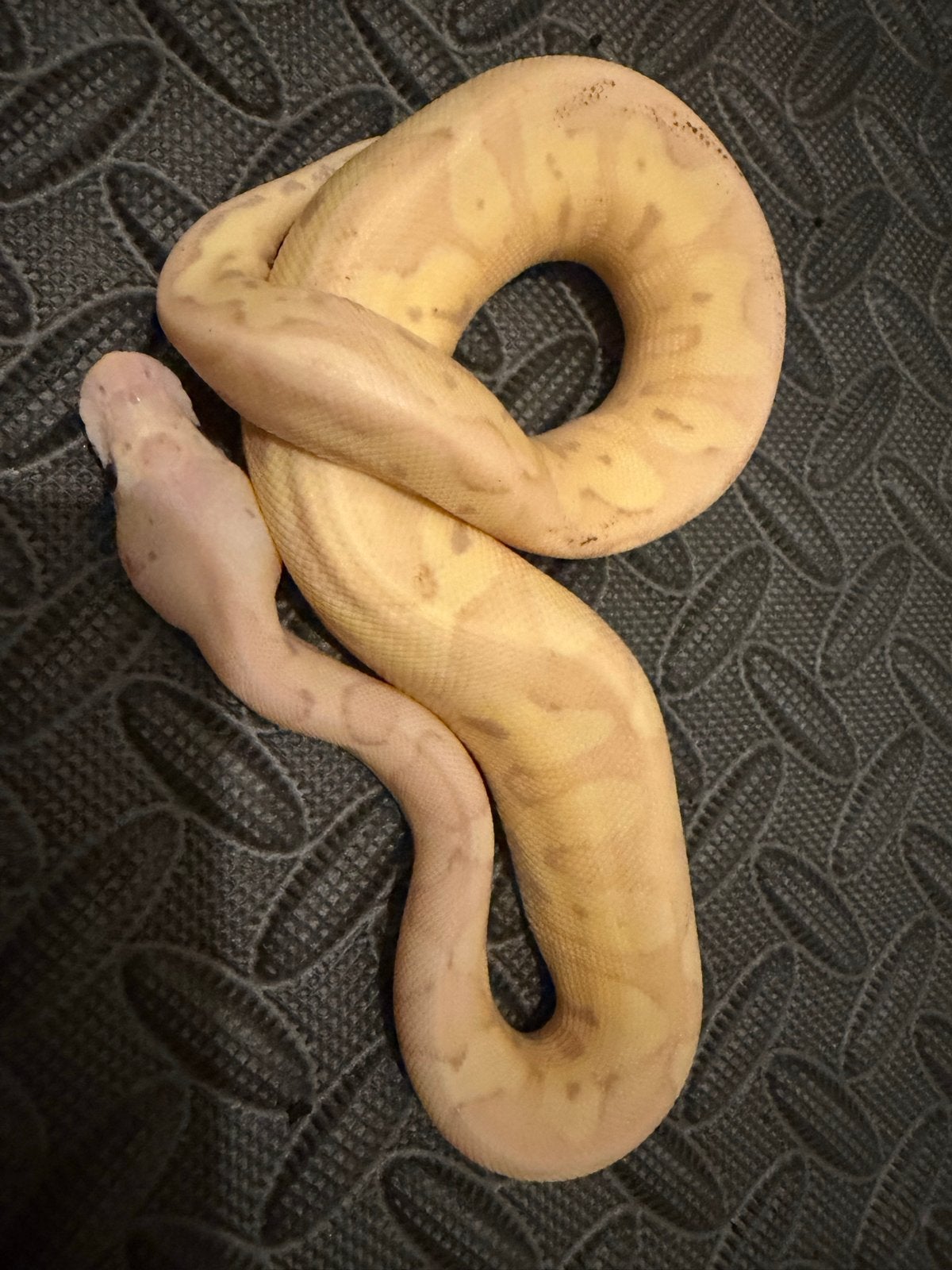 0.1 Ballpython / Regius Ball Python photo 4
