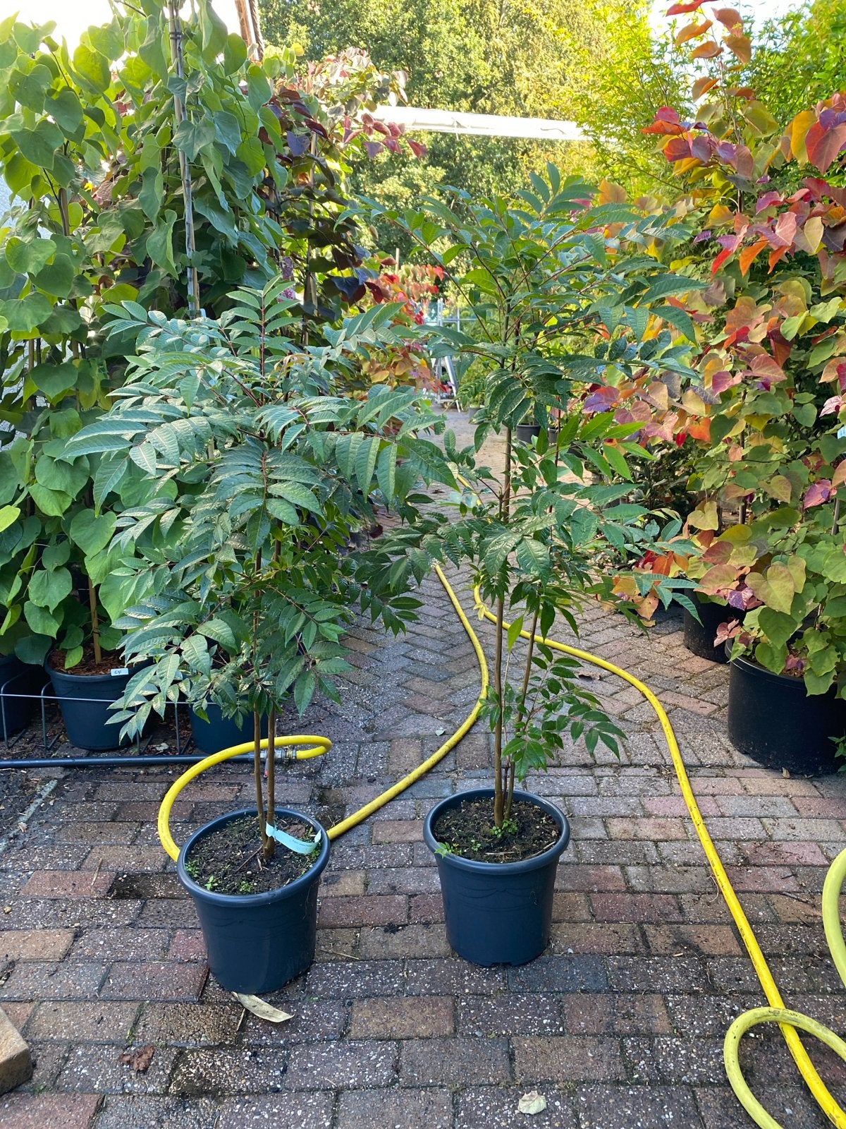 Toona sinensis 'Flamingo' - uiensoep boom 1,30 hoog, Tuin en Terras, Halfschaduw, Overige soorten, 250 tot 400 cm, Zomer