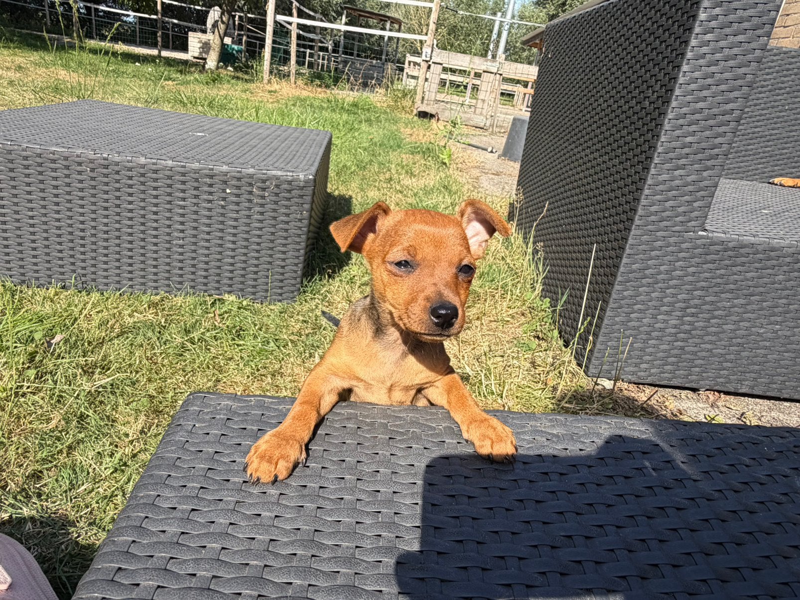 Prachtig dwergpinscher teefje (pup, pincher, kleine hond), Overige rassen, 8 tot 15 weken, Teef, Eén hond