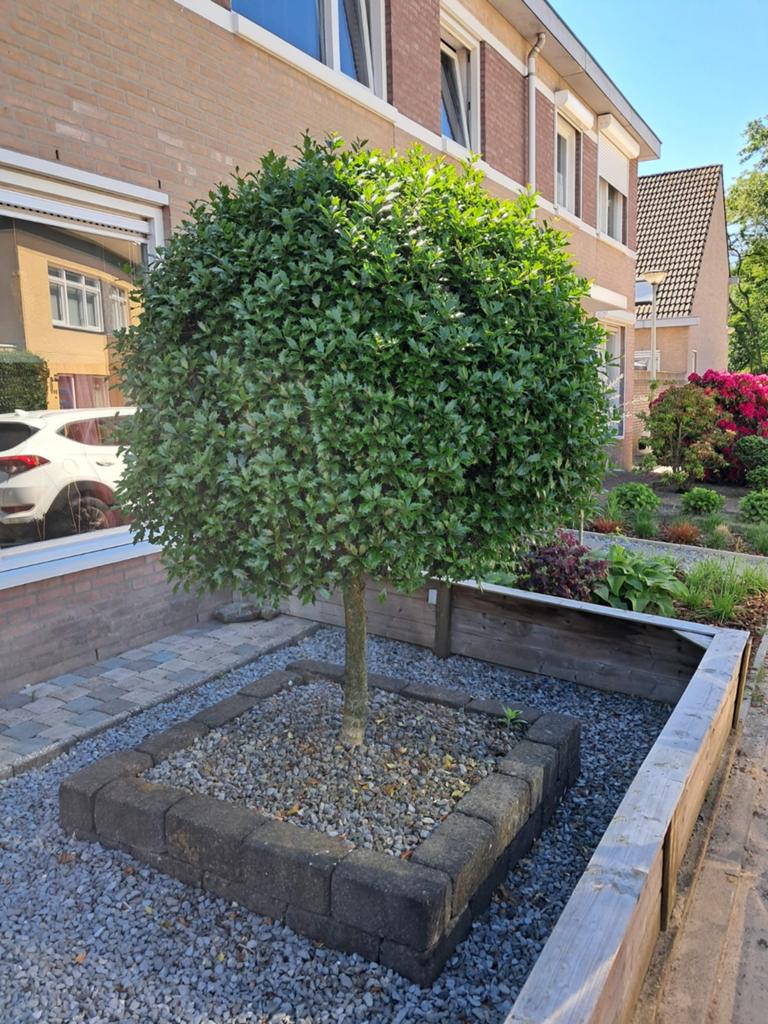 Heckenfee gratis op te halen, Tuin en Terras, Planten | Bomen, Ophalen, Halfschaduw, Overige soorten, 100 tot 250 cm