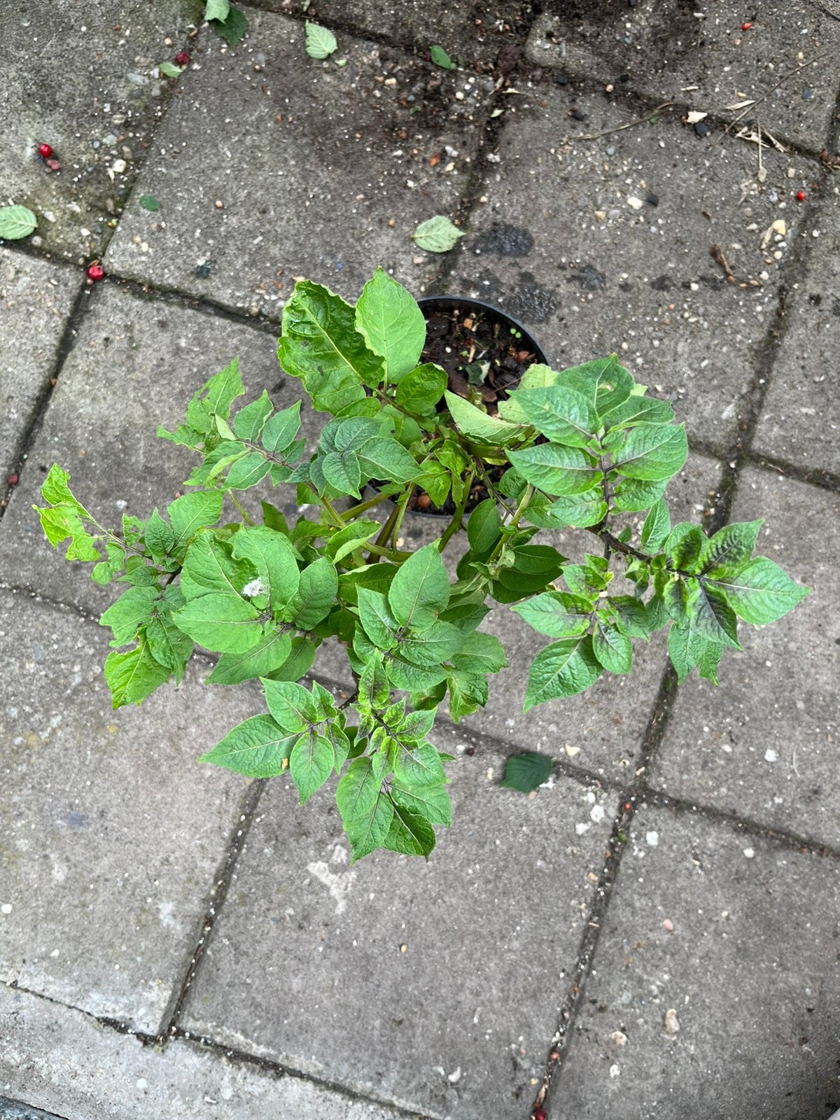 Purple Peruvian Potato / Solanum tuberosum — Bio, Ophalen of Verzenden, Overige soorten, Volle zon