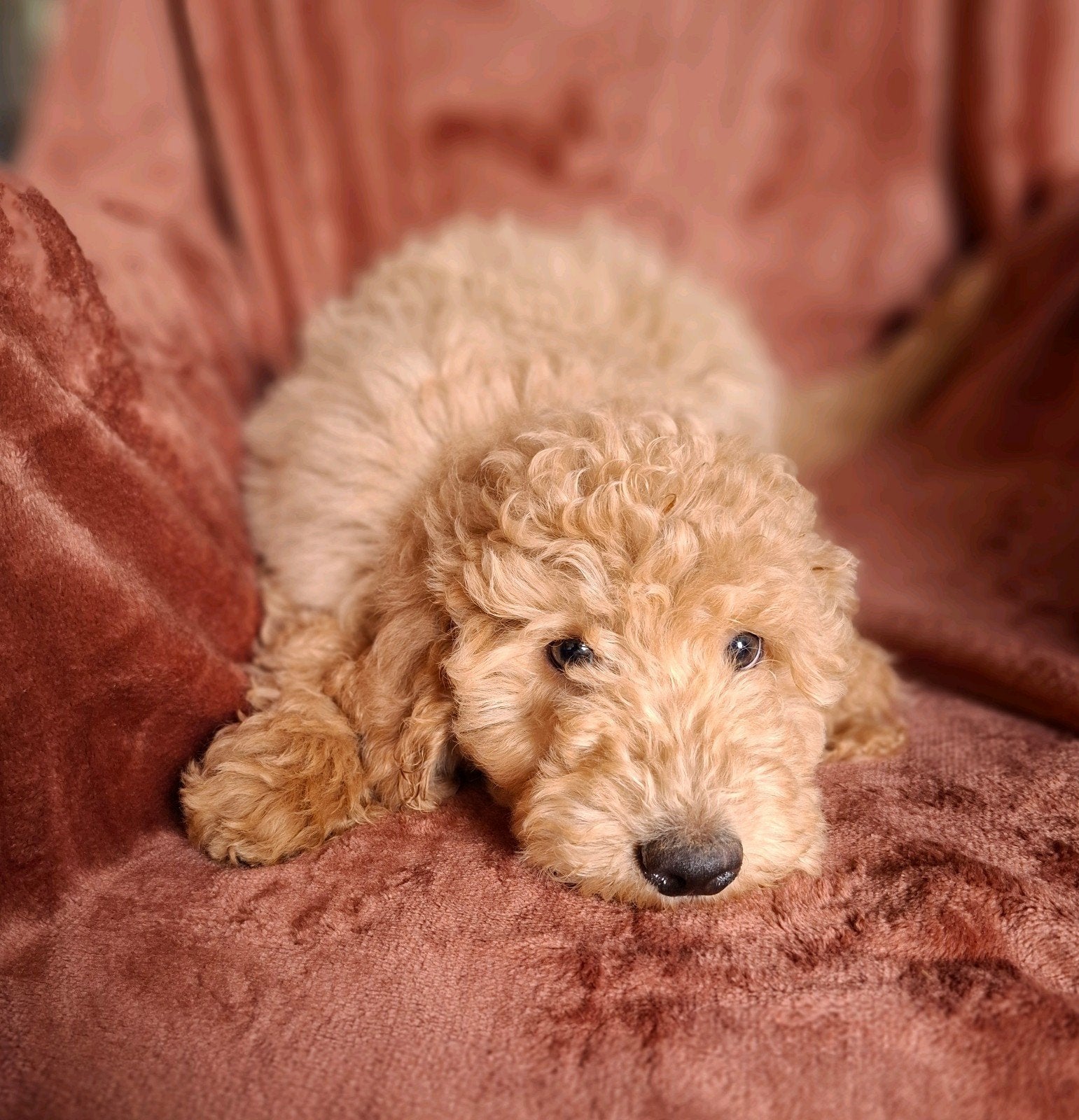 Labradoodle pups F4 Reutjes & Teefjes Goed gesocialiseerd, Dieren en Toebehoren, Overige rassen, 8 tot 15 weken, Meerdere, Meerdere dieren