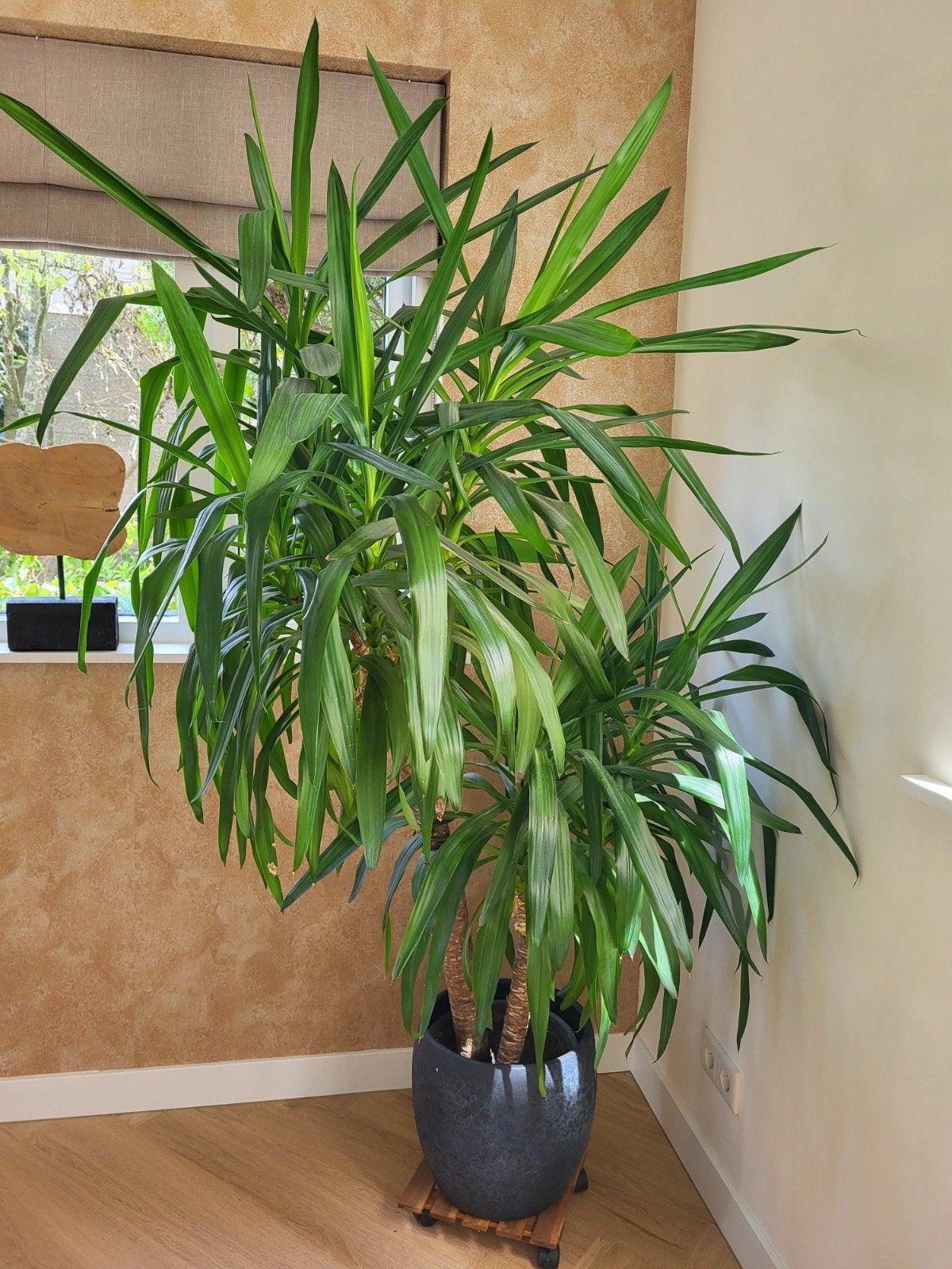 Grote Yucca kamerplant in pot, Ophalen, Halfschaduw, 150 tot 200 cm