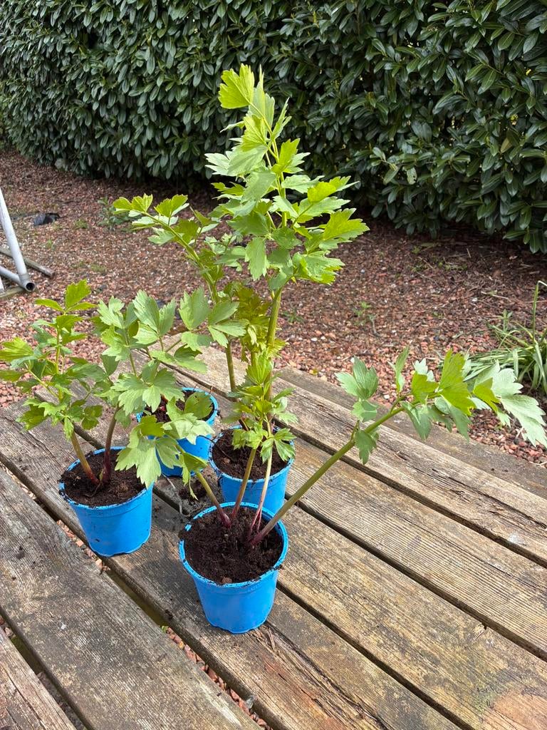 Vaste plant Lavas / Maggiplant, Ophalen, Vaste plant, Overige soorten