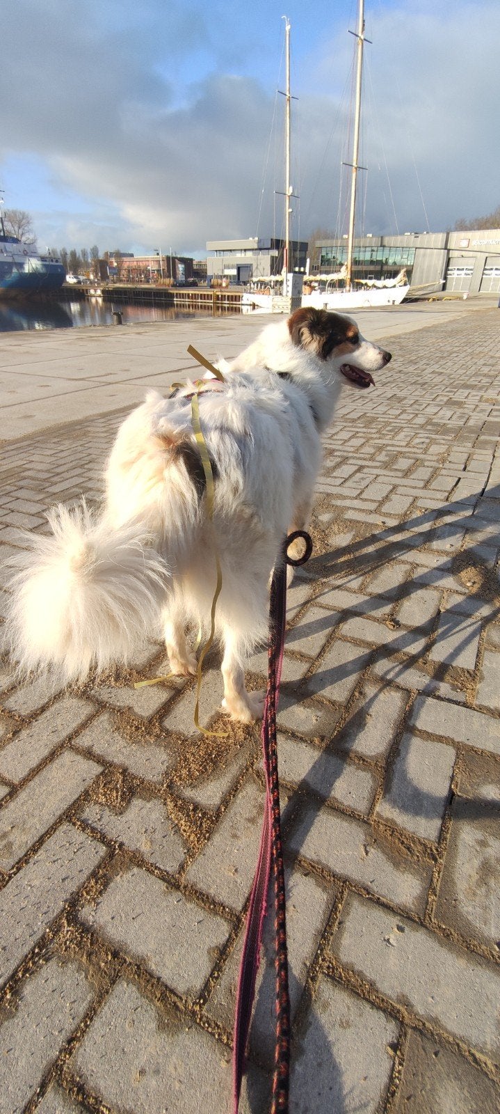 Mooie en lieve senior Pim ter adoptie., Dieren en Toebehoren, Honden | Niet-rashonden, 6 jaar of ouder, Particulier, Reu, Buitenland