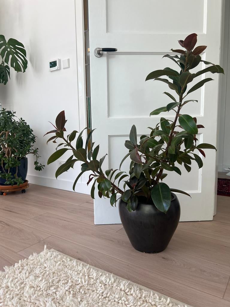 Ficus elastica/ kamerplant met pot, Ophalen, Ficus, Halfschaduw, In pot