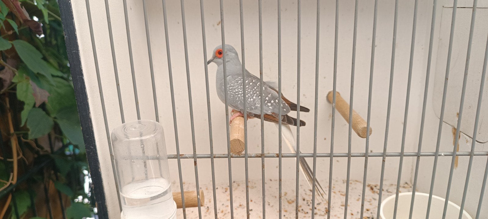 diamantduif, Mannelijk