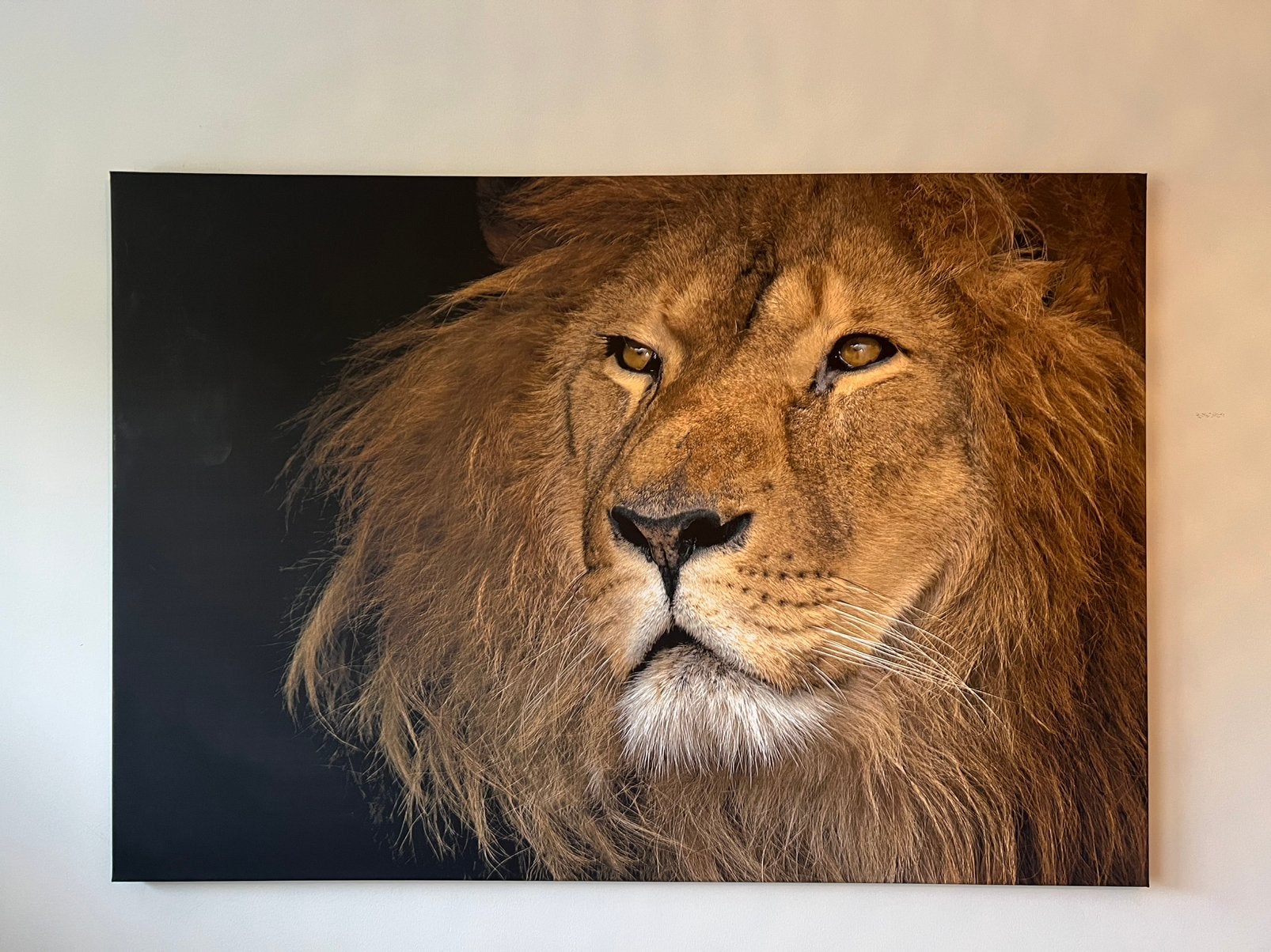 Canvas leeuw, Antiek en Kunst, Ophalen