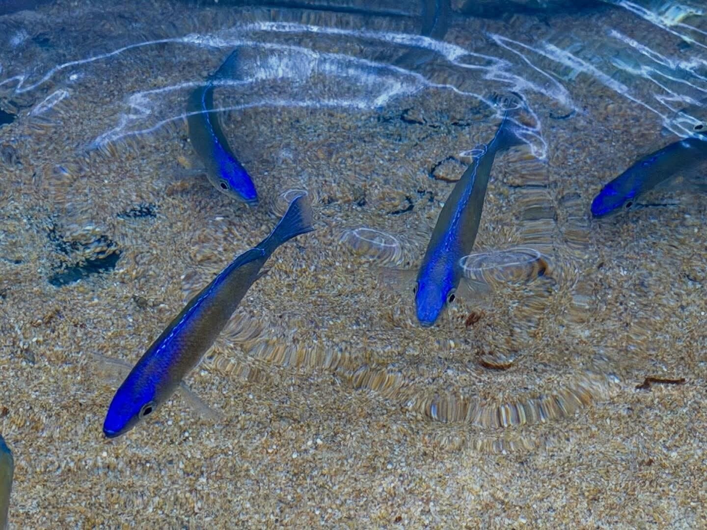 WV kweekgroep cyprichromis leptosoma blue mahale 5/5, Dieren en Toebehoren, Vis