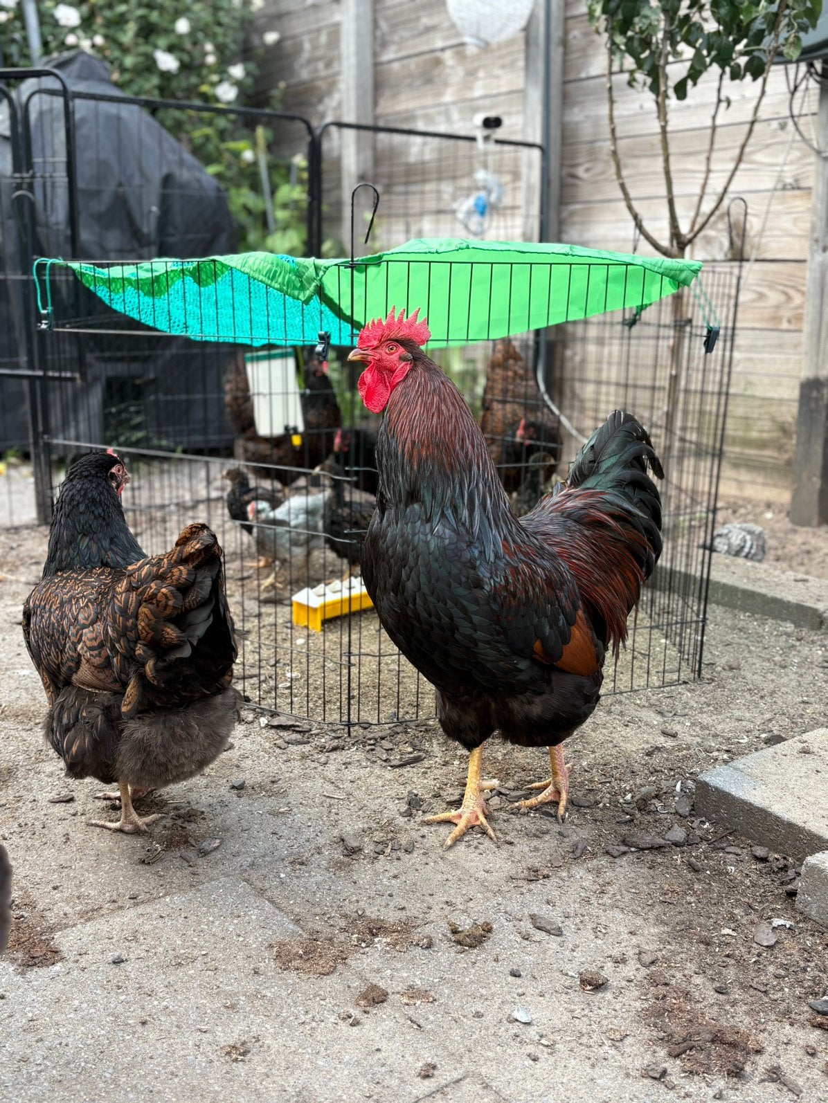 Gratis haan Barnevelder, Dieren en Toebehoren, Mannelijk, Kip