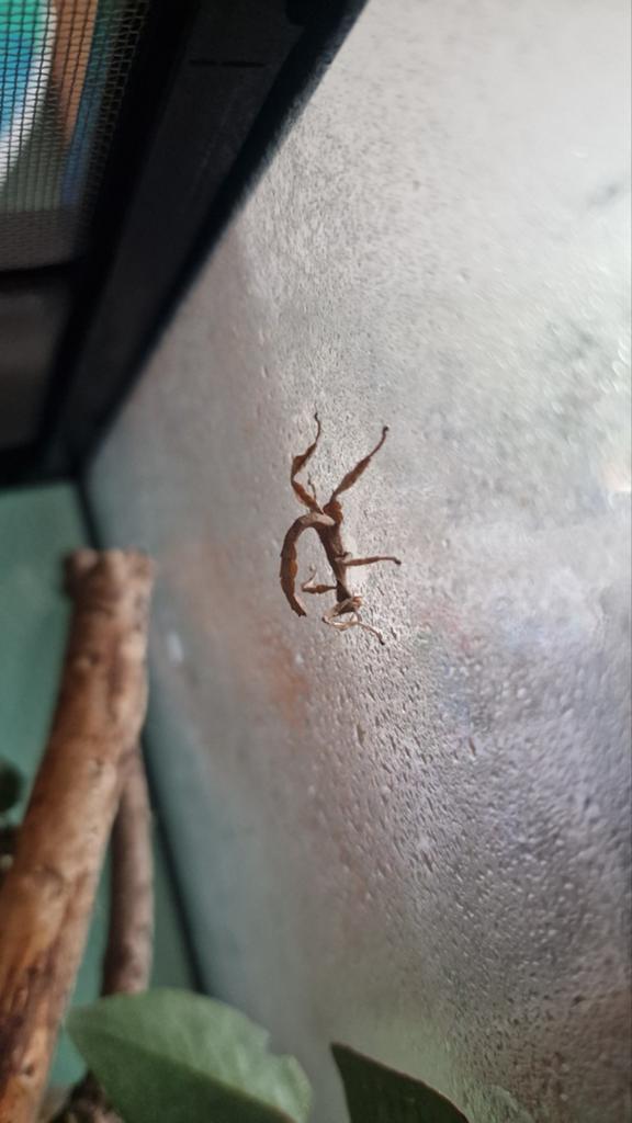 Australische flappentak PSG9