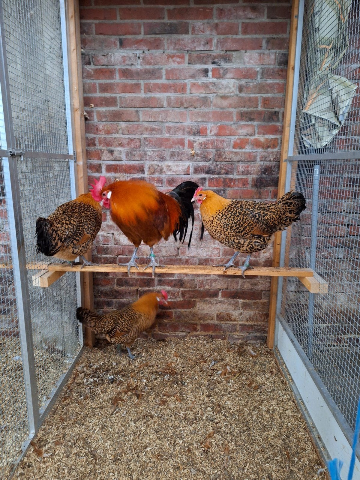 Trio grote groninger  meeuwen goudpel te koop, Dieren en Toebehoren, Pluimvee, Meerdere dieren, Kip