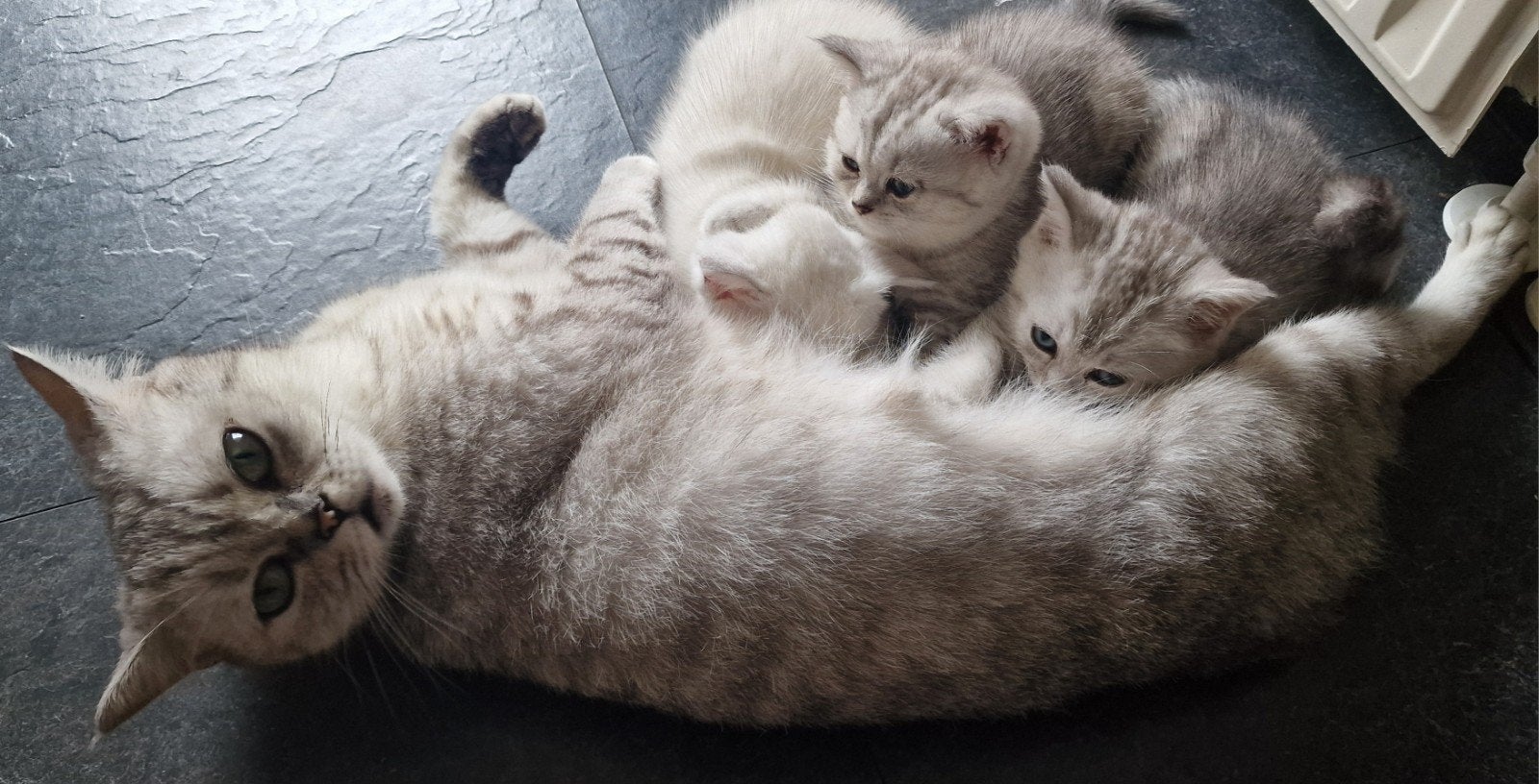 Raszuivere Britse korthaar kittens, Meerdere dieren, Ontwormd, 0 tot 2 jaar