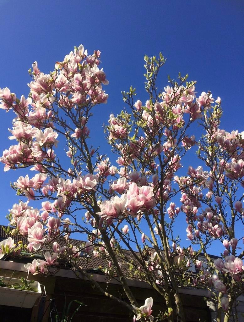Magnolia boom, Tuin en Terras, Ophalen, Halfschaduw, Overige soorten, Lente