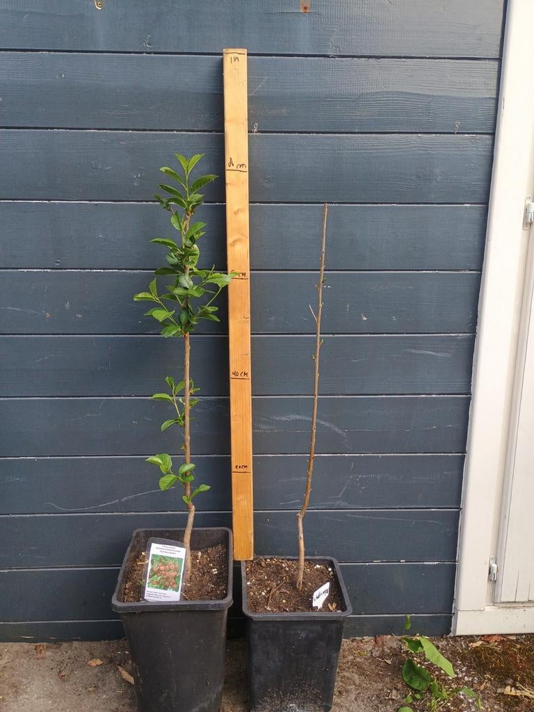 Kersenbomen te koop: Rheinische Schattenmorelle (zure kers), Tuin en Terras, Planten | Fruitbomen, Ophalen, Minder dan 100 cm