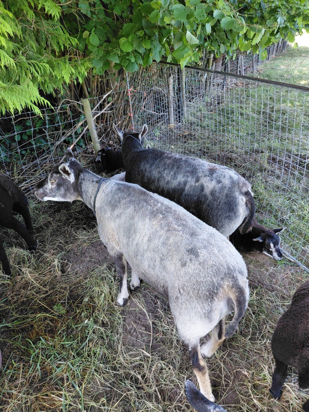 Te koop blauwe texelaar schapen, Dieren en Toebehoren, Schapen, Geiten en Varkens, Vrouwelijk, Schaap