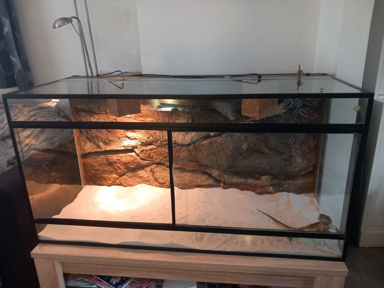 baardagaam vrouwtje met terrarium, Hagedis, Met terrarium, 0 tot 2 jaar