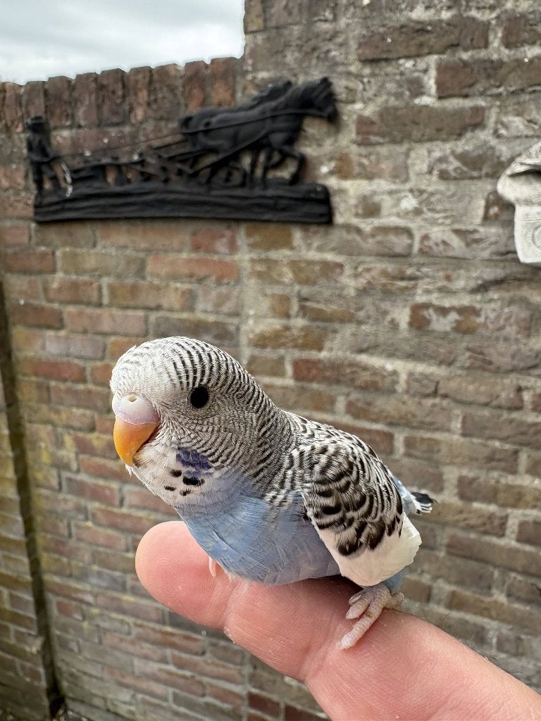 jonge grasparkiet uit het blok, Dieren en Toebehoren, Geslacht onbekend, Parkiet, Tam
