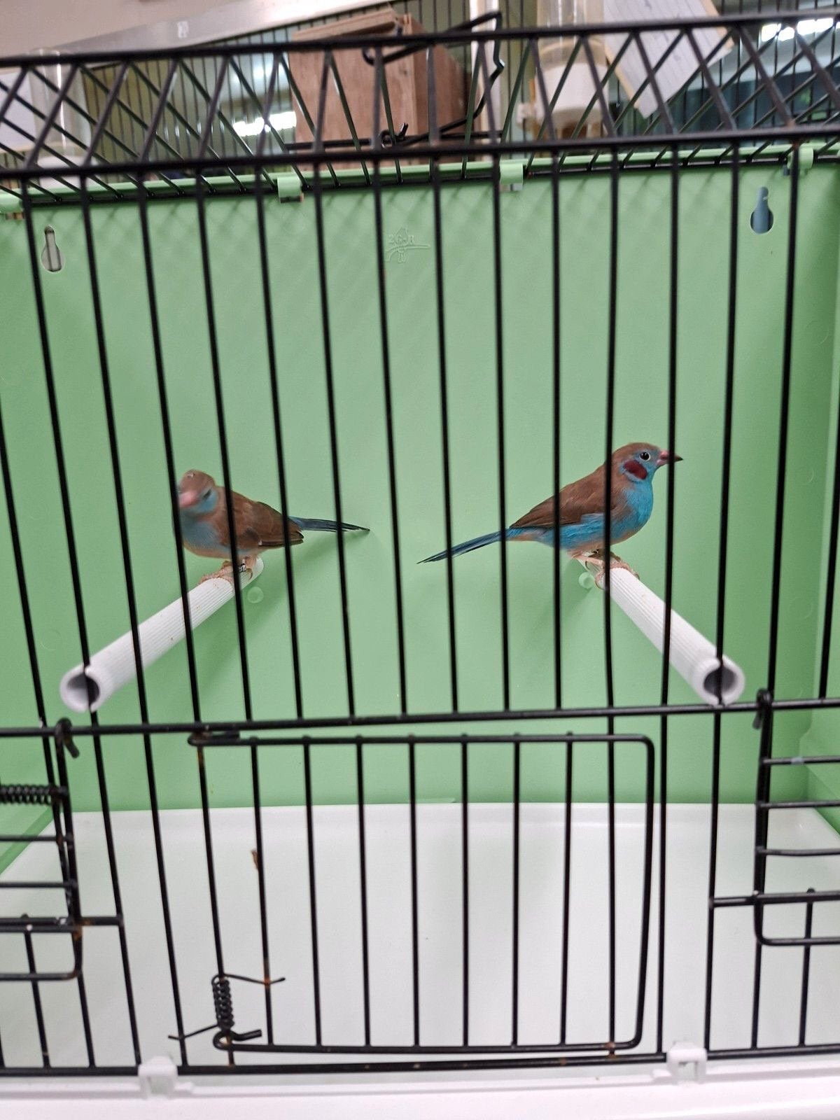 Te Koop; Zeer mooi Koppel Roodwang Blauwfazantjes, Dieren en Toebehoren, Meerdere dieren, Geringd