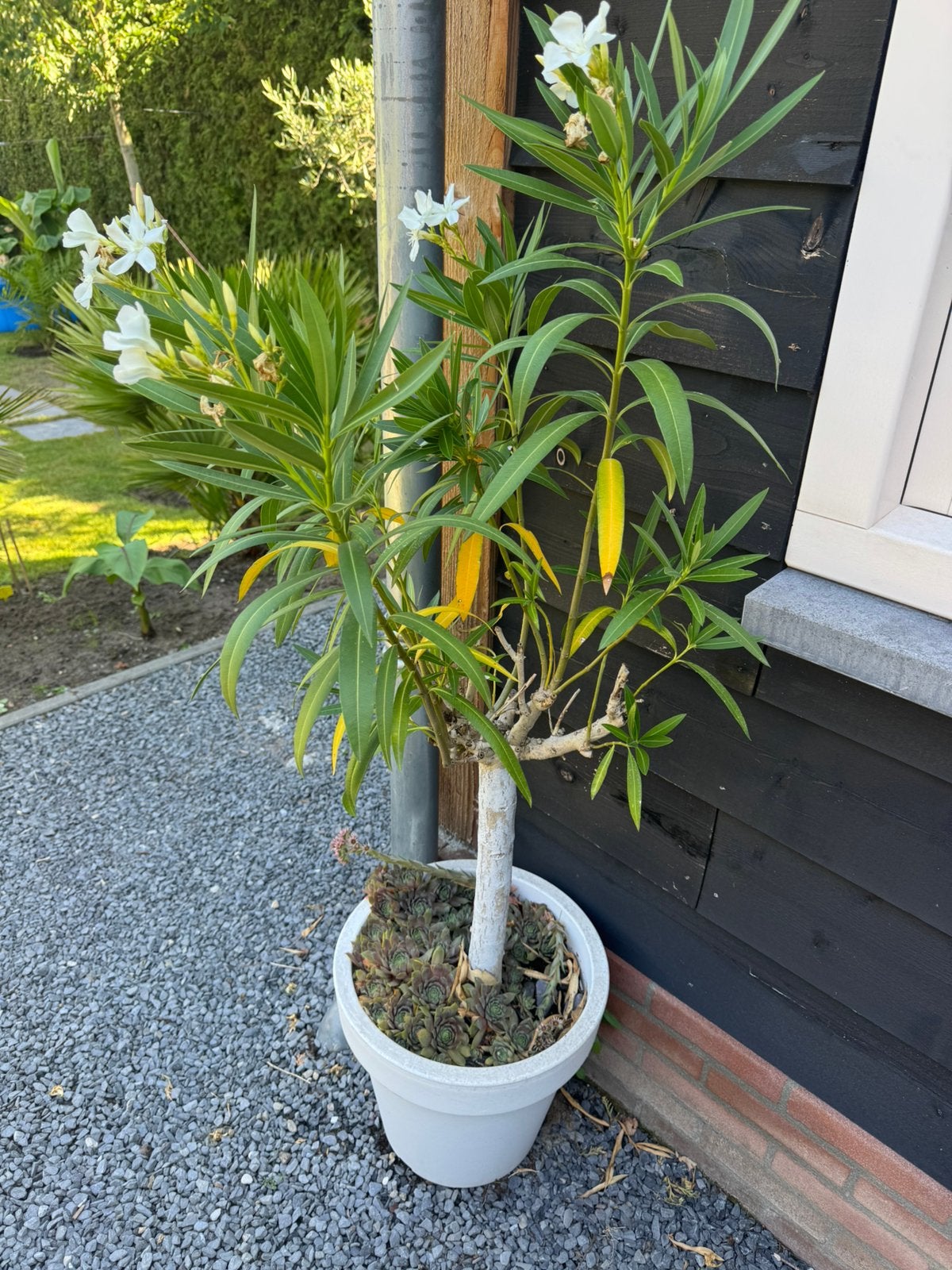 Witte oleander op stam, Overige soorten, 100 tot 250 cm, Zomer, Ophalen