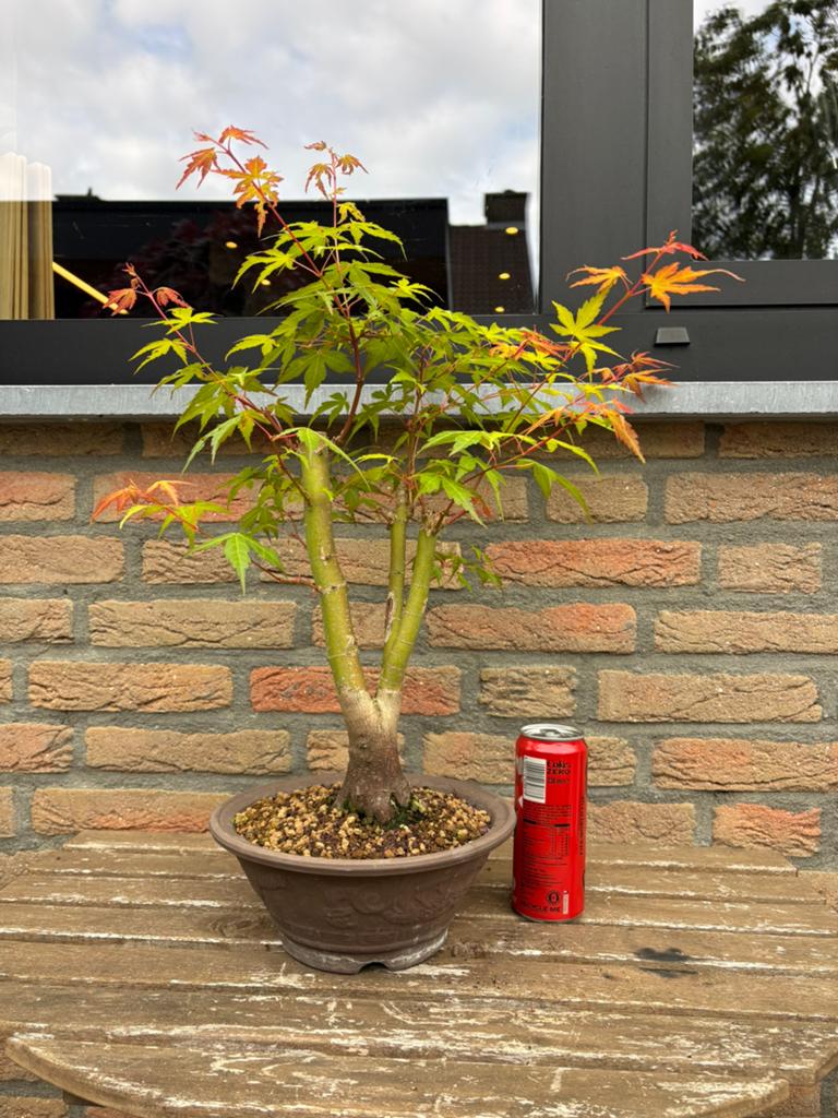Bonsai, japanse esdoorn, pré- bonsai, Tuin en Terras, Planten | Bomen, Ophalen, Bloeit niet, Halfschaduw, Overige soorten