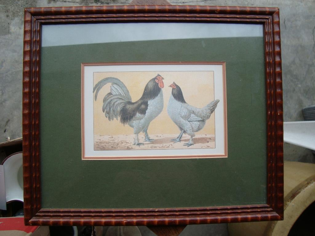 Kippen schilderij, Ophalen of Verzenden, Nieuw