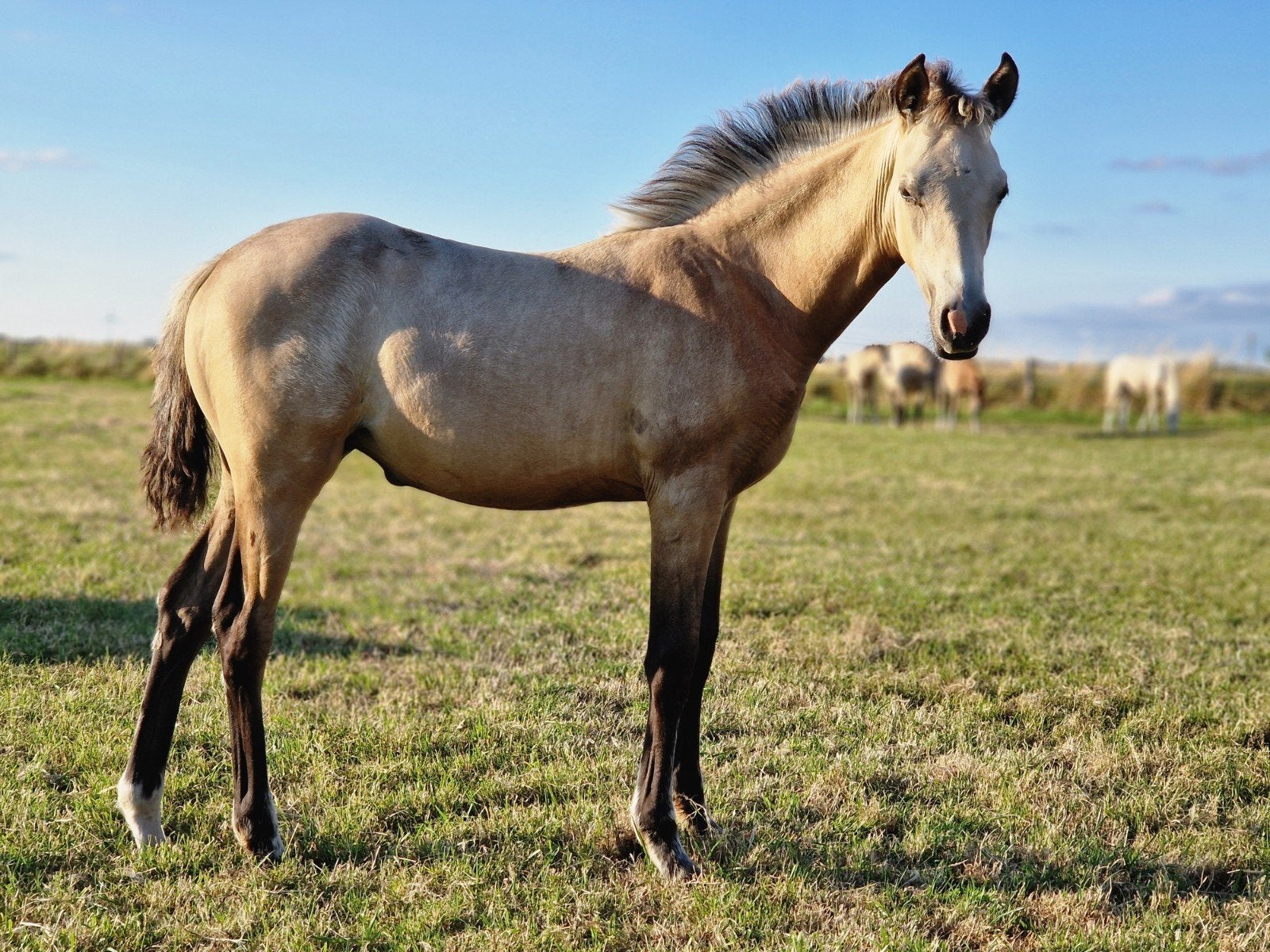 Nrps pony veulens, Hengst, 0 tot 2 jaar