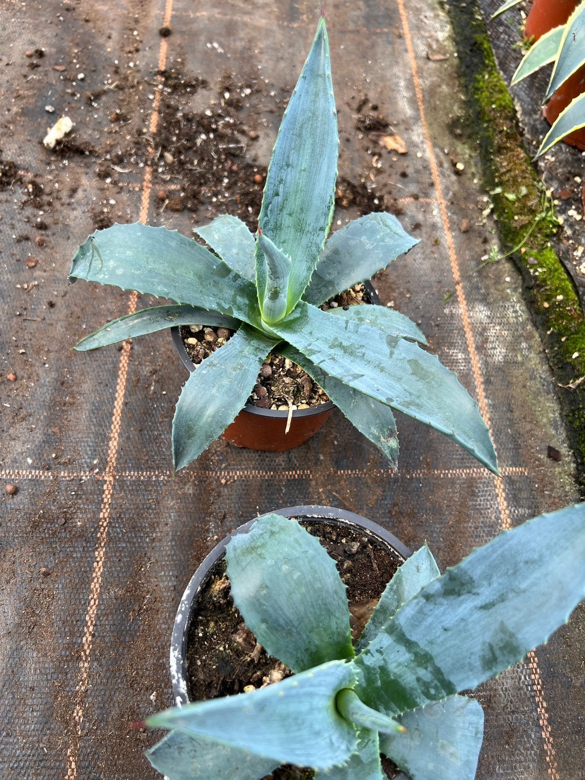 Agave blauw pot12cm, Ophalen of Verzenden, Bloeit niet, Overige soorten, Volle zon