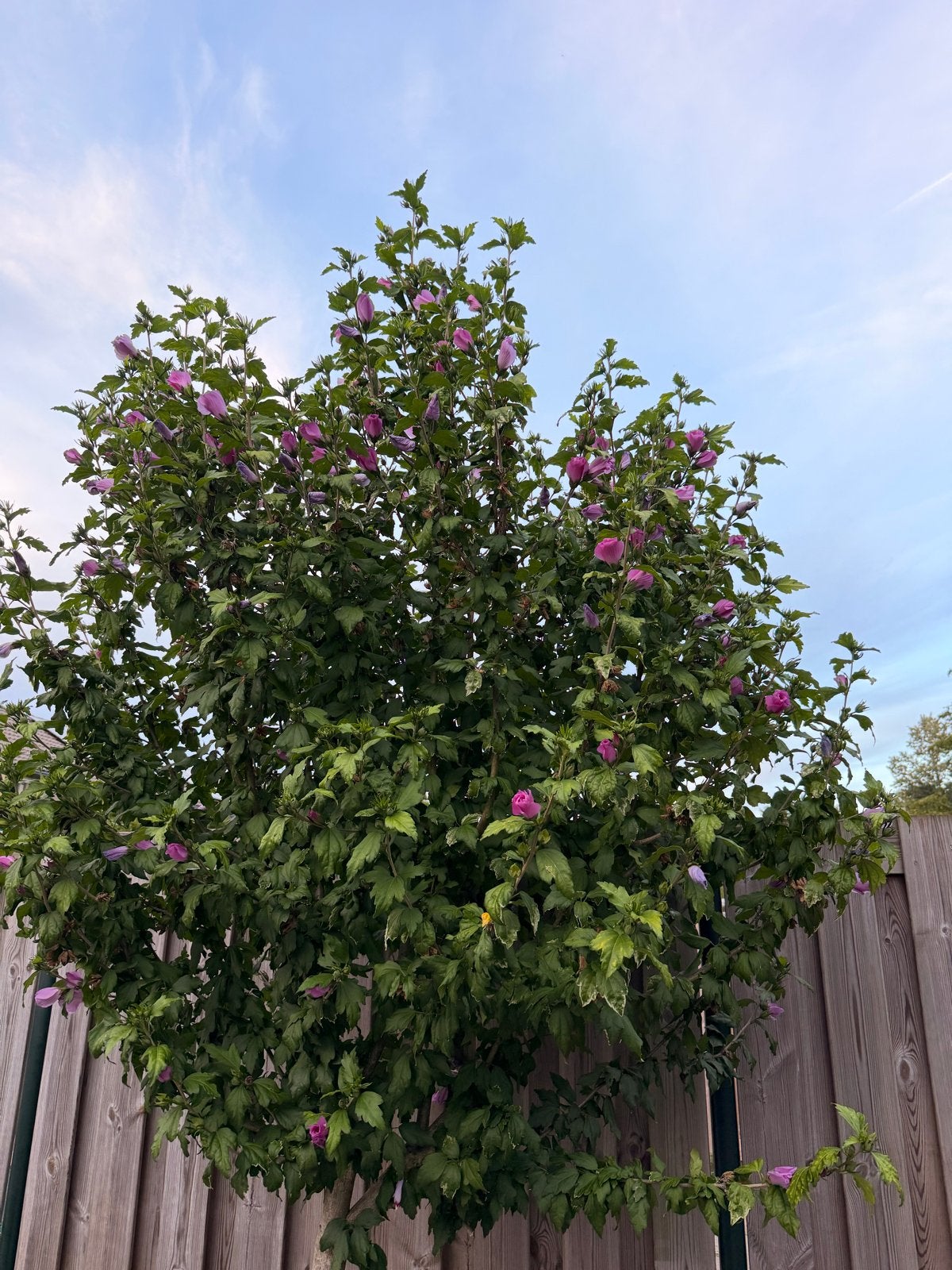 3 Altheastruiken (Hibiscus syriacus) - Zelf uitgraven, Ophalen