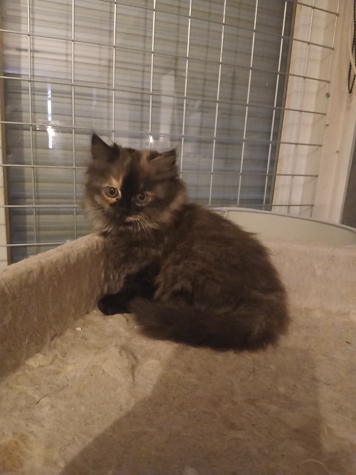 persragdoll, Poes, Ontwormd, 0 tot 2 jaar