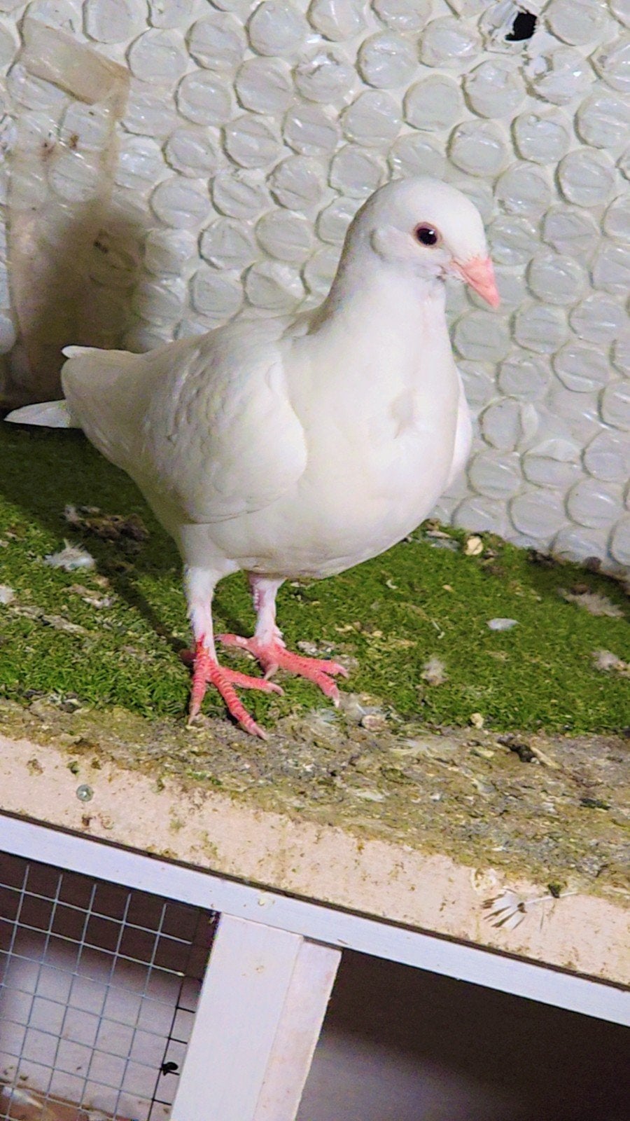 Duiven te koop, Meerdere dieren, Overige soorten