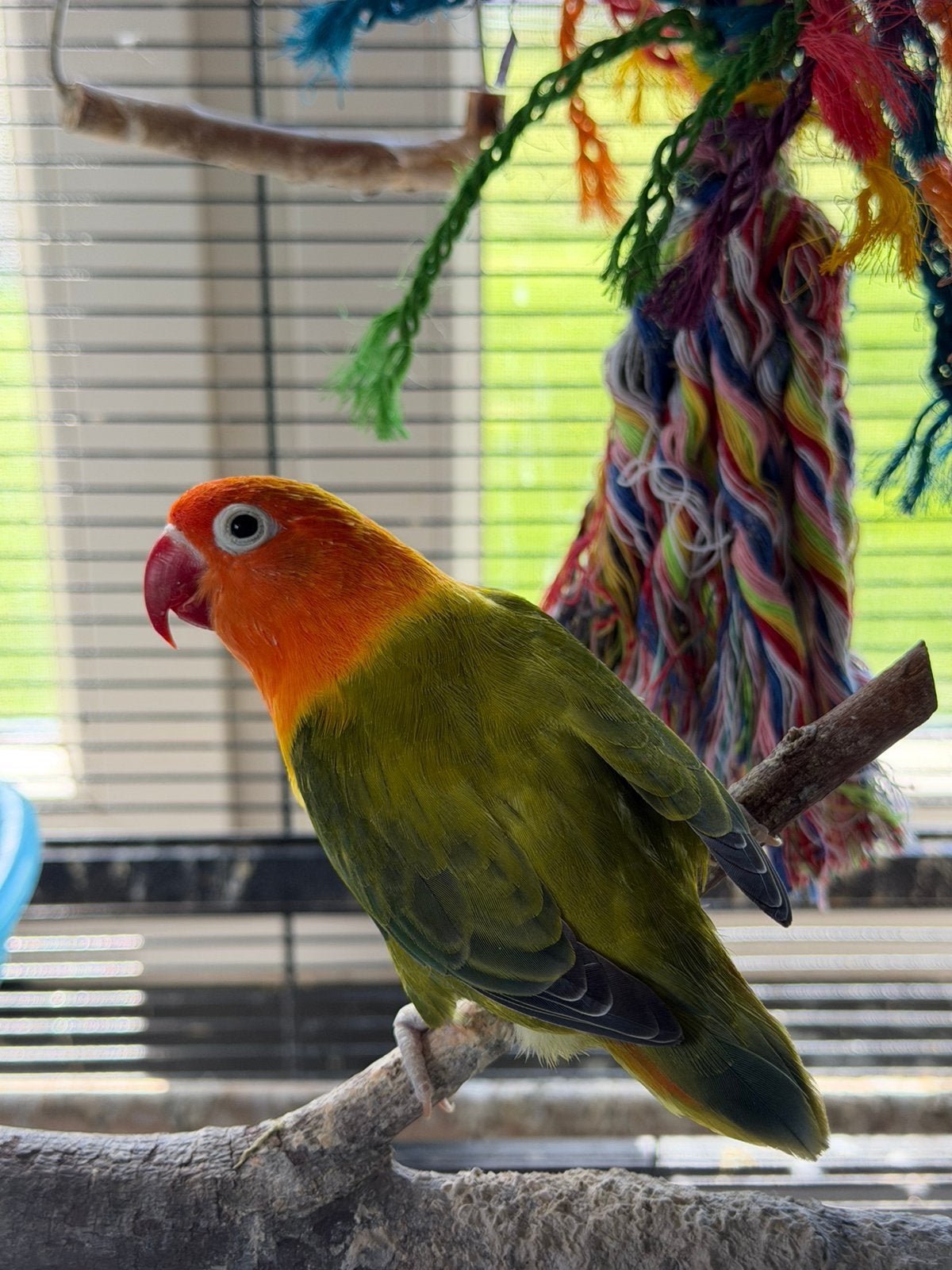 Agapornis Fischeri pop, Dieren en Toebehoren, Vogels | Parkieten en Papegaaien, Vrouwelijk, Dwergpapegaai of Agapornis, Geringd