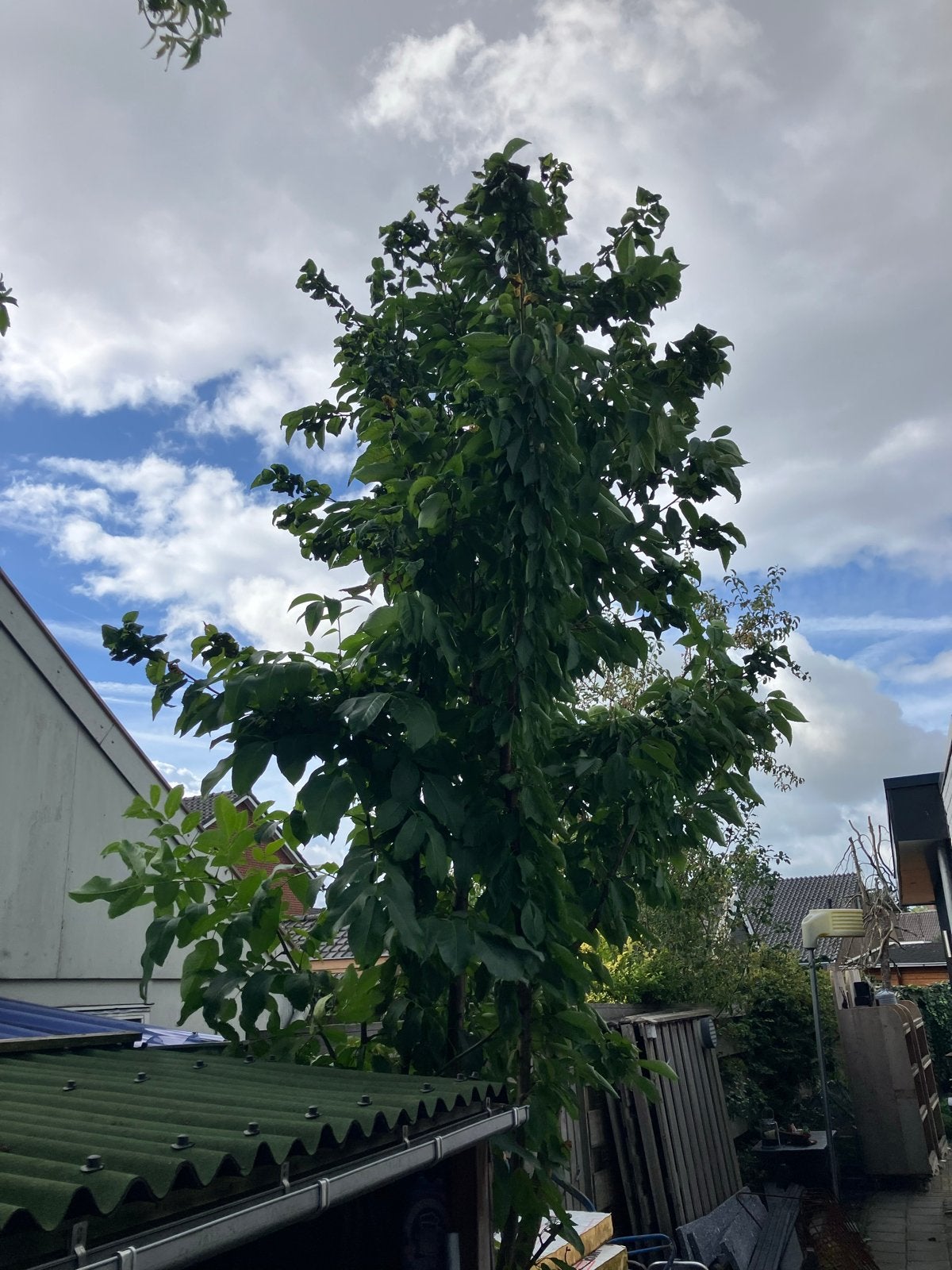 Grote Kersenboom - Prunus Avium, Tuin en Terras, Overige soorten, Lente, 400 cm of meer, Ophalen