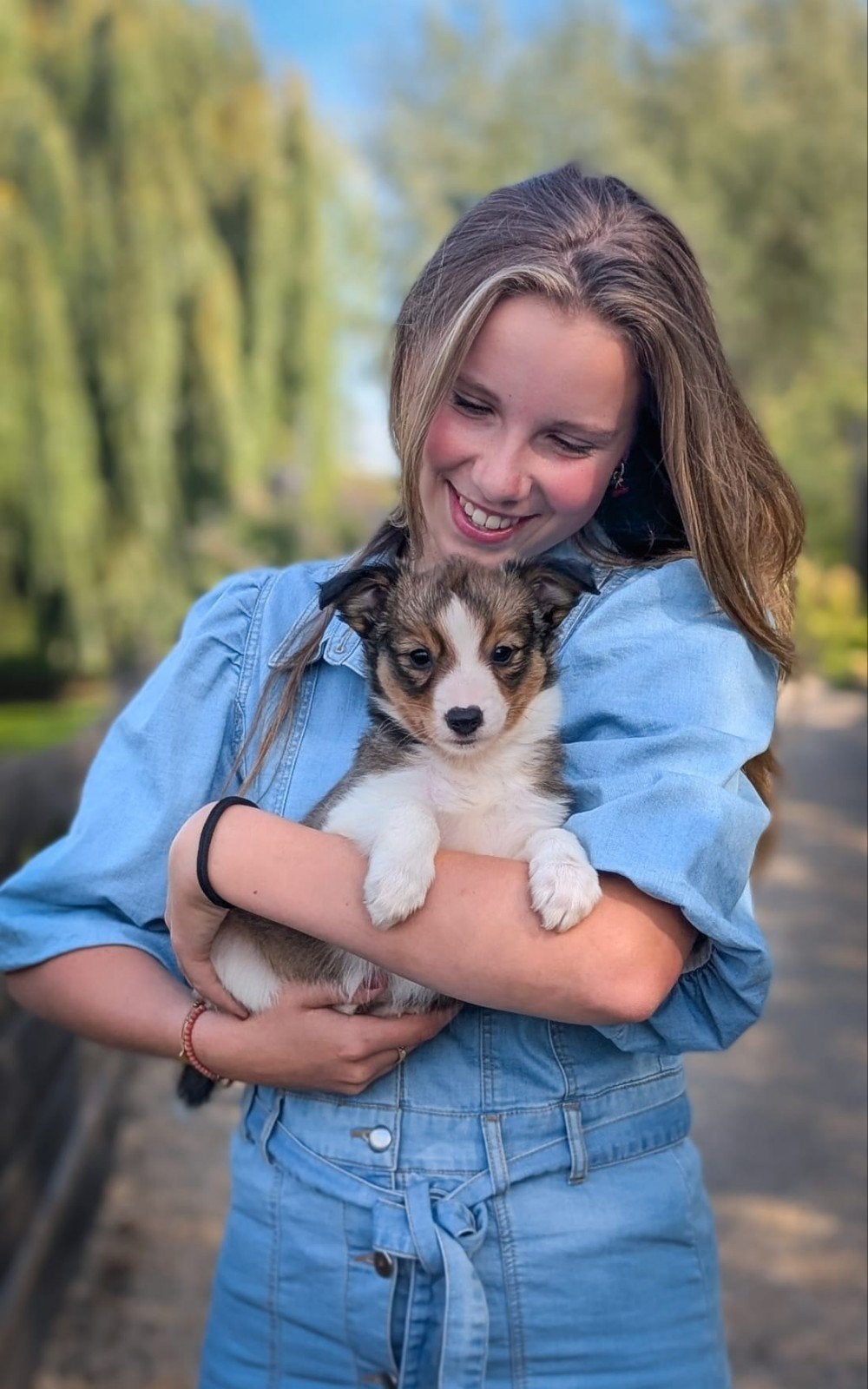 schattige kooiker x border collie pups zoeken baasjes, Overige rassen, 8 tot 15 weken, CDV (hondenziekte), Meerdere