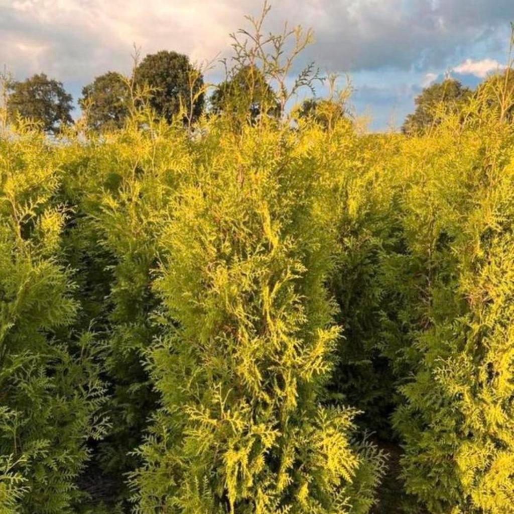 Coniferen Thuja BRABANT, Ophalen of Verzenden, Conifeer, 100 tot 250 cm