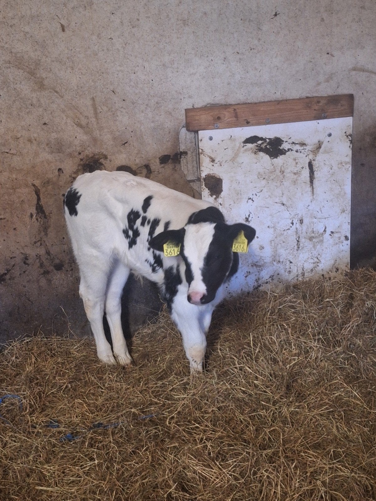 Mooie kruisling kalf, Dieren en Toebehoren, Mannelijk, 0 tot 2 jaar