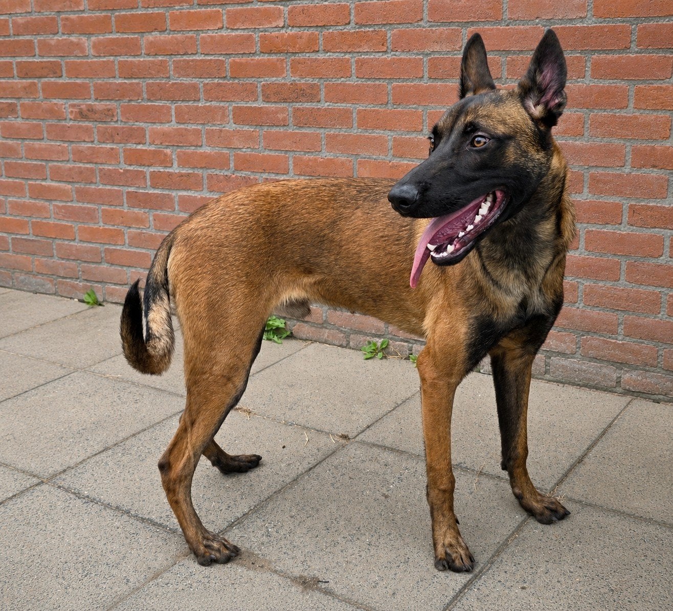 mechelse herder kruising, Dieren en Toebehoren, Parvo, 15 weken tot 1 jaar, Reu, Eén hond