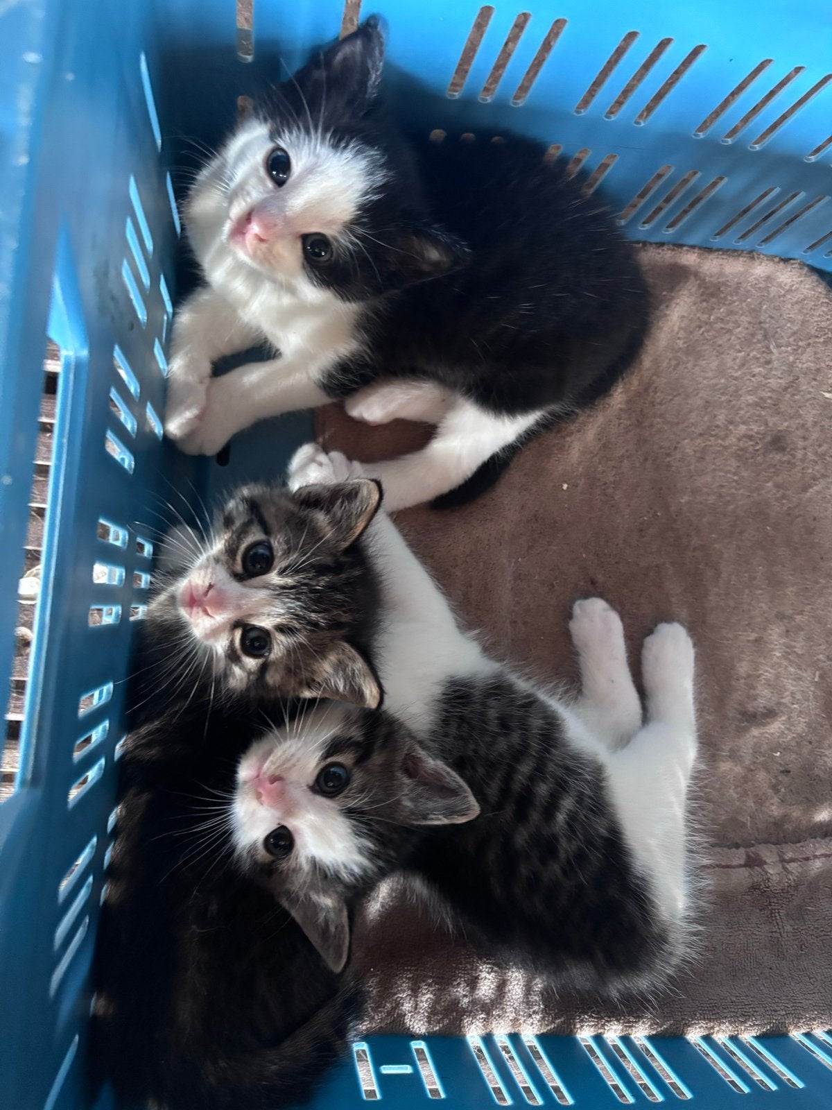 Cats, Dieren en Toebehoren, Katten en Kittens | Overige Katten, Kater