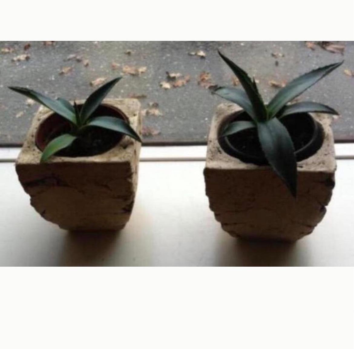 Biologische kamerplanten Nederlandse Blauwe Agave makkelijk, Ophalen of Verzenden, Minder dan 100 cm, In pot, Cactus