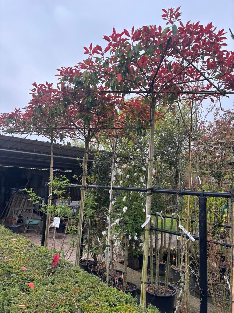 Photinia fraseri red robin dakvorm groenblijvend, 100 tot 250 cm, Zomer, Ophalen, Volle zon