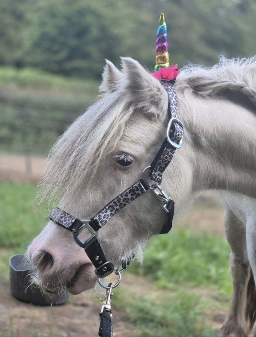 lieve mini tinker ruin kinderpony, Ruin, Zadelmak, A pony (tot 1.17m), 3 tot 6 jaar