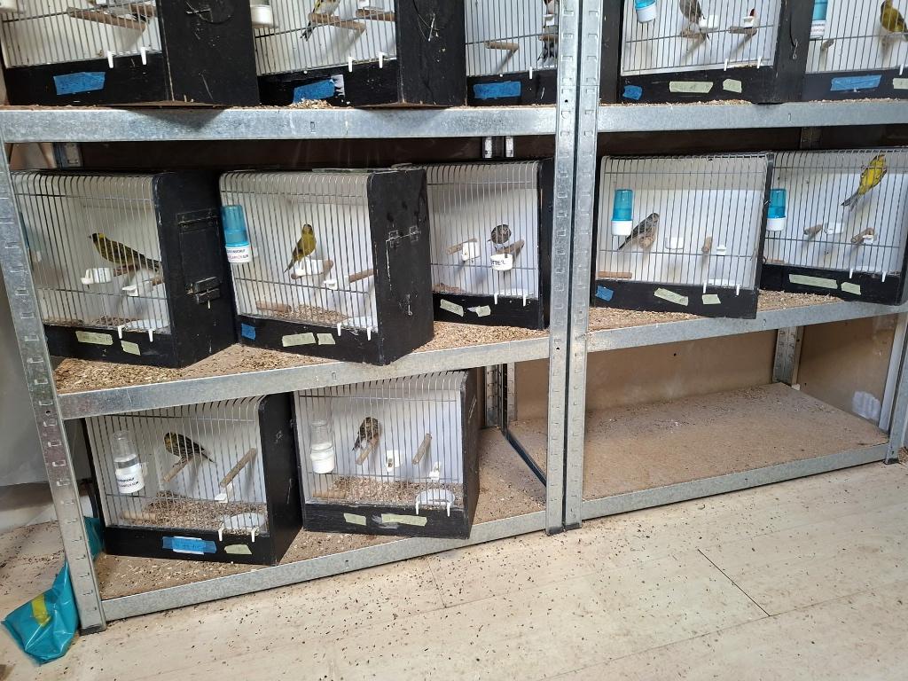 Te koop lizardkanaries, Meerdere dieren, Postuurkanarie