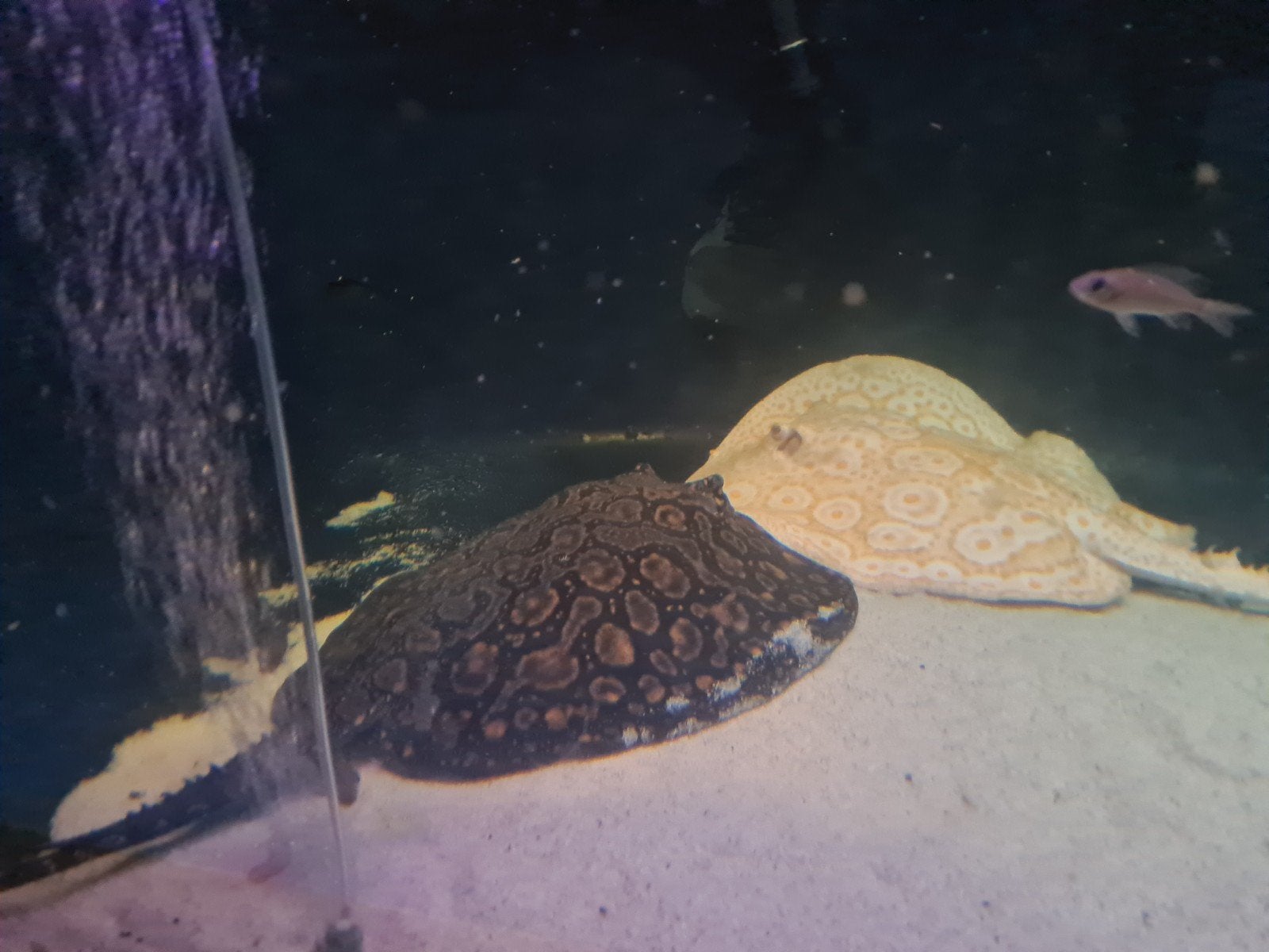 Kweekgroep roggen, albino pearl,hybride albino, potamotrygon, Vis, Zoetwatervis