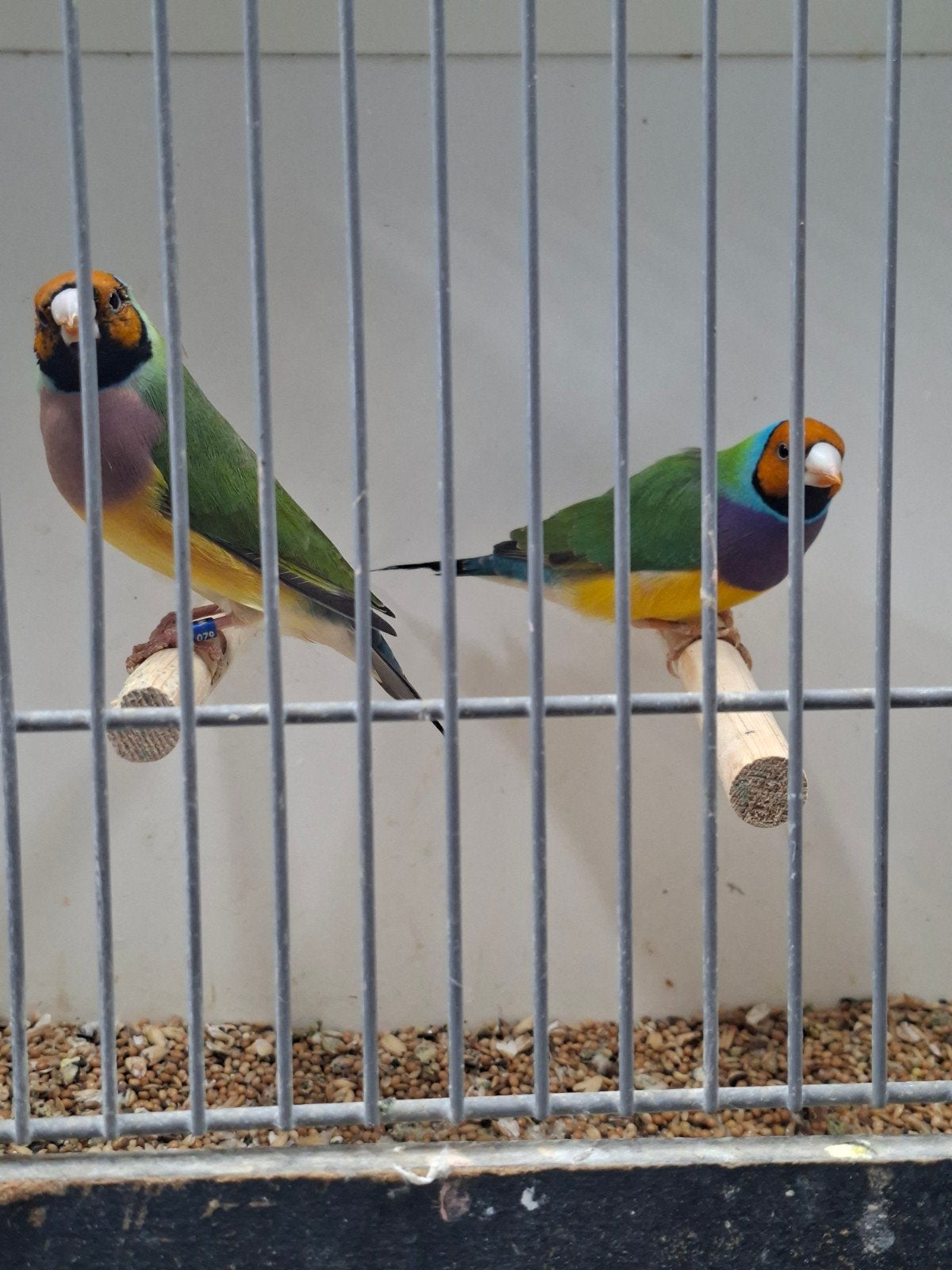 diverse gouldamedine, Dieren en Toebehoren, Meerdere dieren