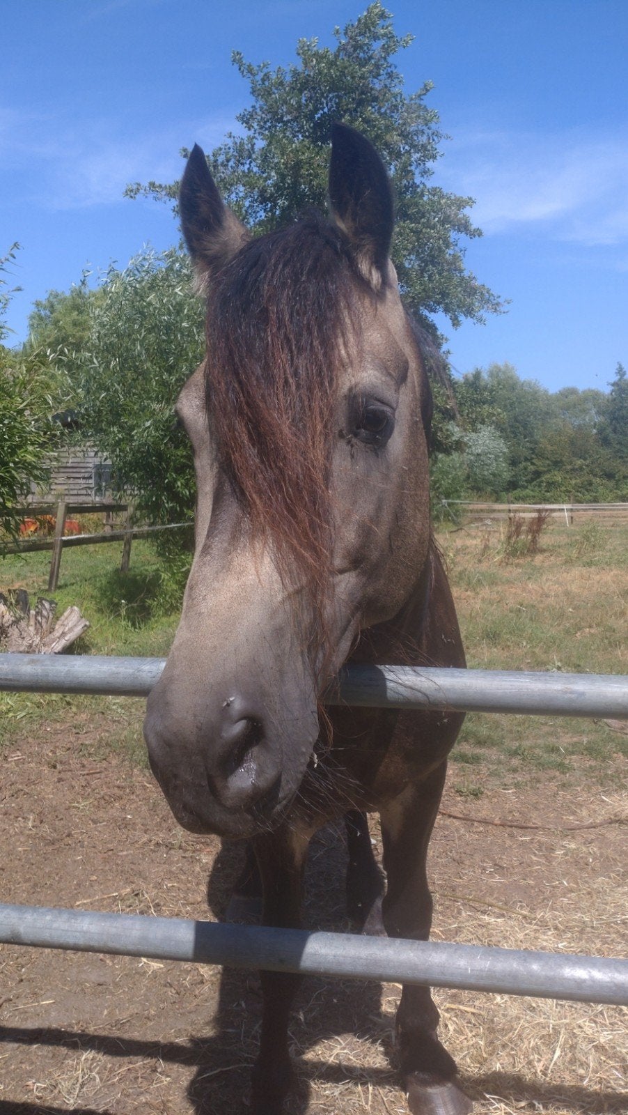 gezocht: Weide of stalling voor Hengst en 2 shetjes, Stalling, 2 of 3 paarden of pony's